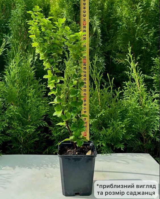 Саджанці барбарису Адмірейшн + Подарунок