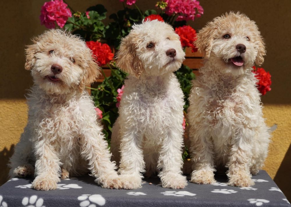 Lagotto Romagnolo ZKwP FCI - biały PIES z pomarańczowymi uszami