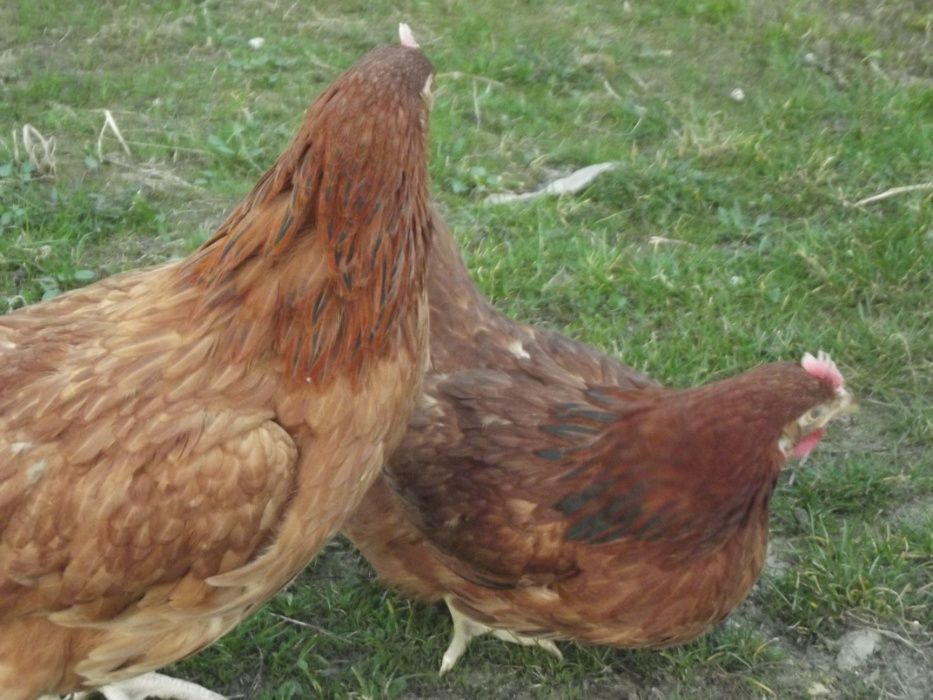 Kurki młode Leghorny Rosy oraz kury znoszące zielone jajka