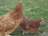 Kurki młode Leghorny Rosy oraz kury znoszące zielone jajka