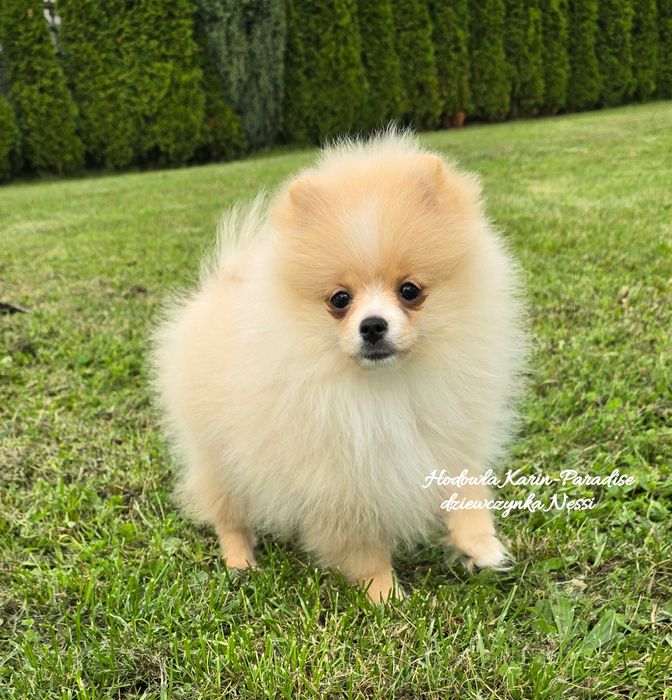 Szpic miniaturowy pomeranian suczka biszkoptowa