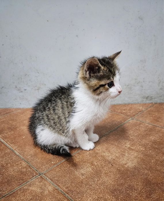 Kochana, 2-miesięczna i wesoła Summer szuka odpowiedzialnego domu!