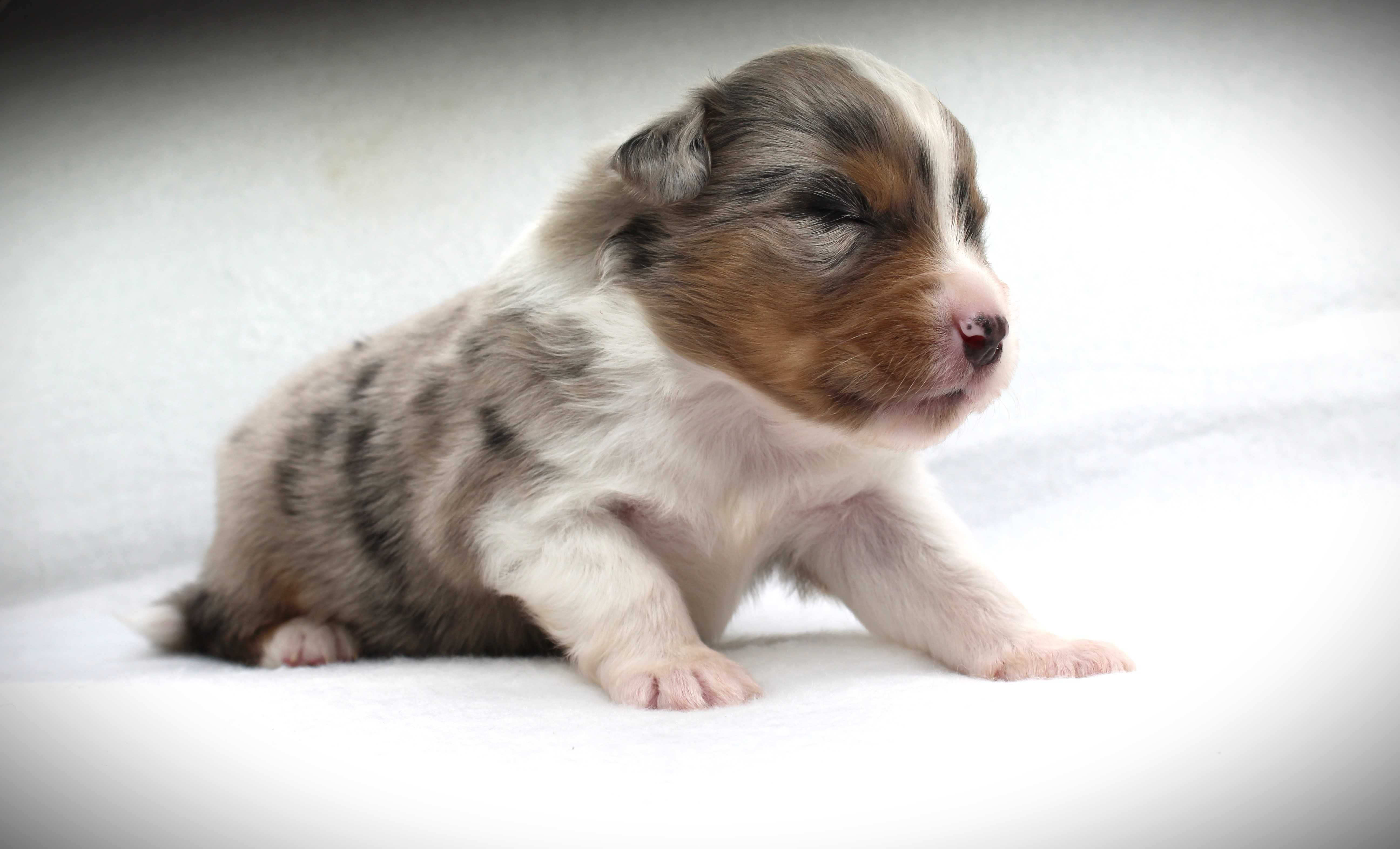 Miniaturowy owczarek amerykański MAS - chłopiec blue merle