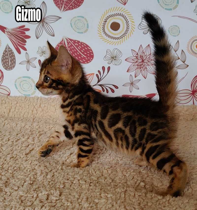 Kocurek bengalski z rodowodem
