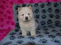 Suczka chow chow