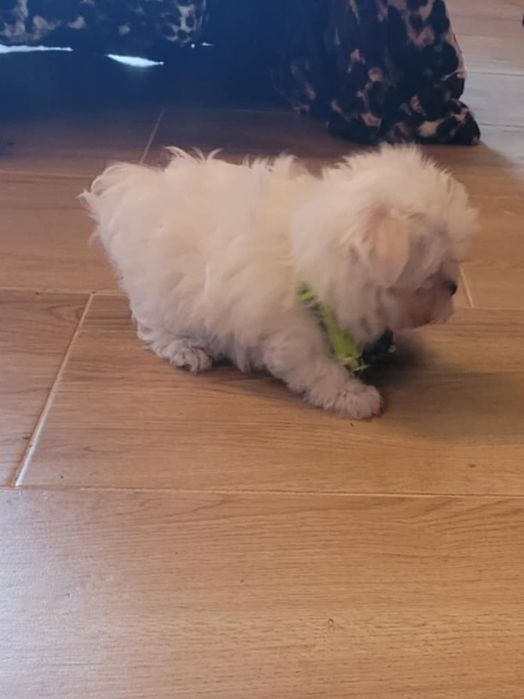 Cudowny maleńki piesek rasy maltanczyk