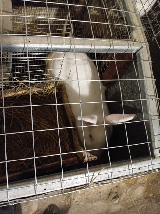 Кроли Панон, Колифорнийский