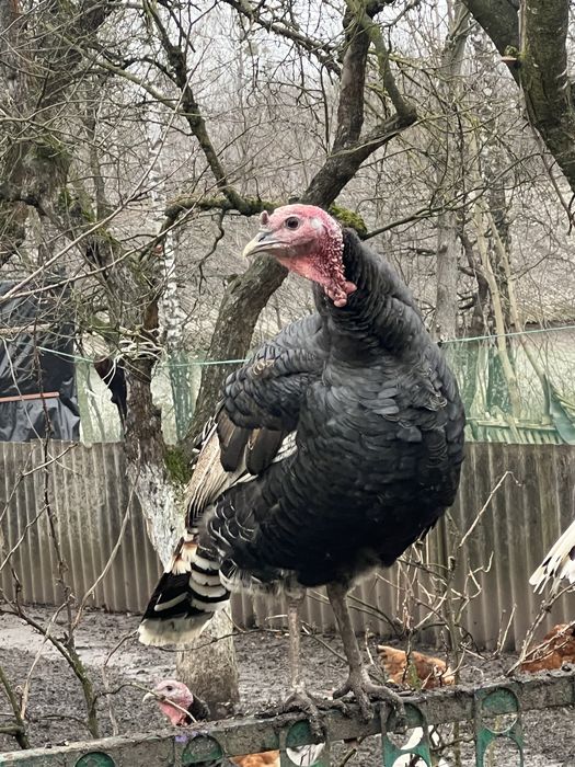Продам індики , домашні ідинки , індики , продам тушку індика