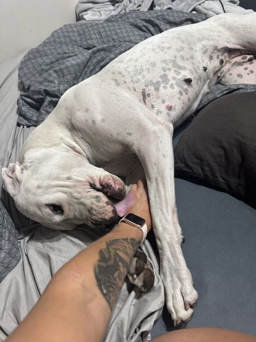 Suczka dog argentynski 14 miesięcy
