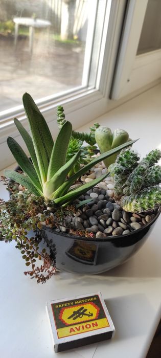 Композиция сукулентов