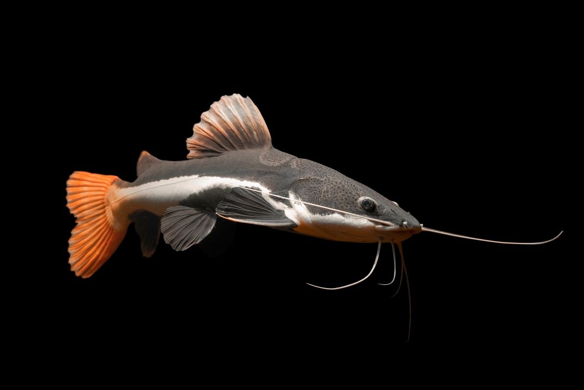 Pirarara (RedTail CATFISH)