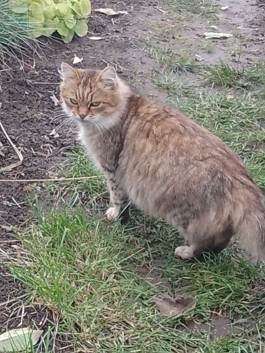 Пухнаста киця в добр руки