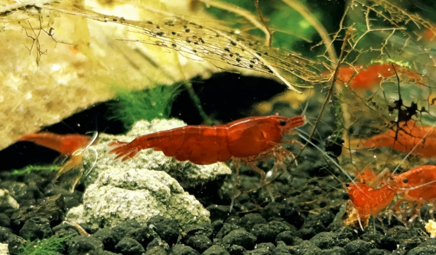Krewetki Bloody Mary Neocaridina z wody kranowej