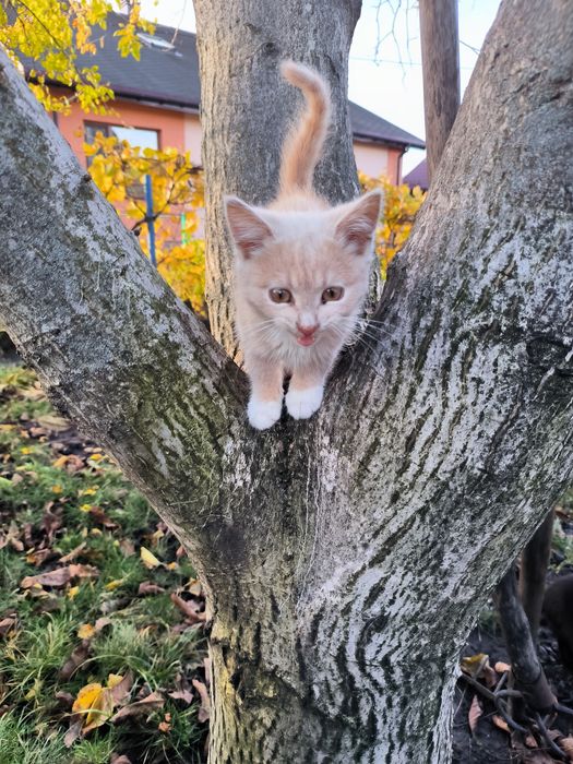 Котенята в добрі руки. Ще всі є. 23.11.2025