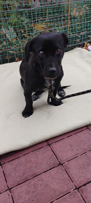 Maleńka Kira czeka na dom