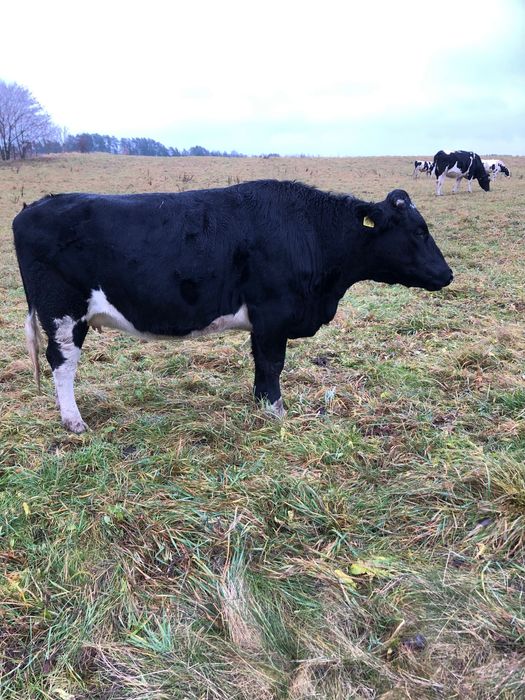 Jałówki wysokocielne