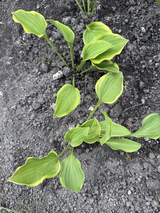 Hosta funkia hosta