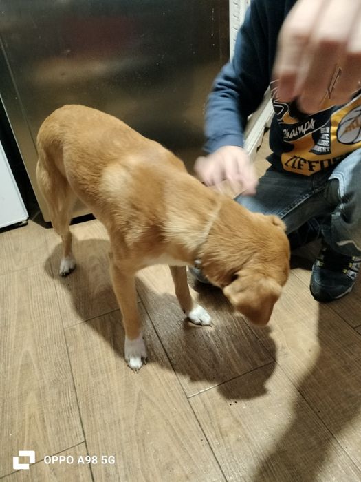 Dou para adoção responsável um menino com  1 ano, tem vacinas em dia