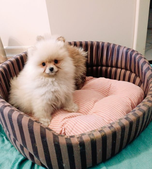 Шпіцульки!! Вибір!