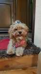 Maltipoo mini śliczny czerwony piesek