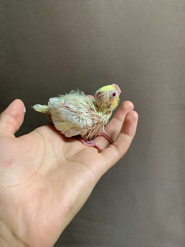 caturras criadas a mão e pyrrura pieneple macho