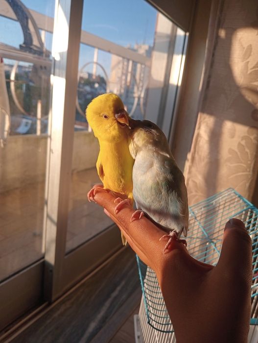 2 piriquitos domésticados