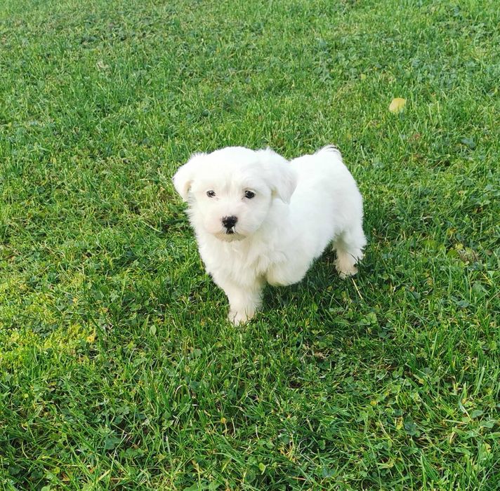 Cudowna dziewczynka rasy MALTAŃCZYK !!