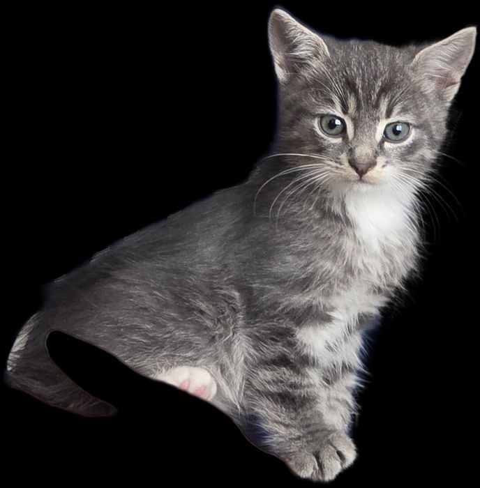 Гарненьке сіре кошенятко