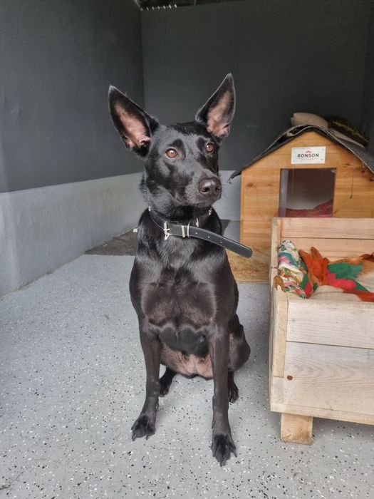 Titi - psiak idealny! adoptowana jako szczeniak, oddana po 2 latach