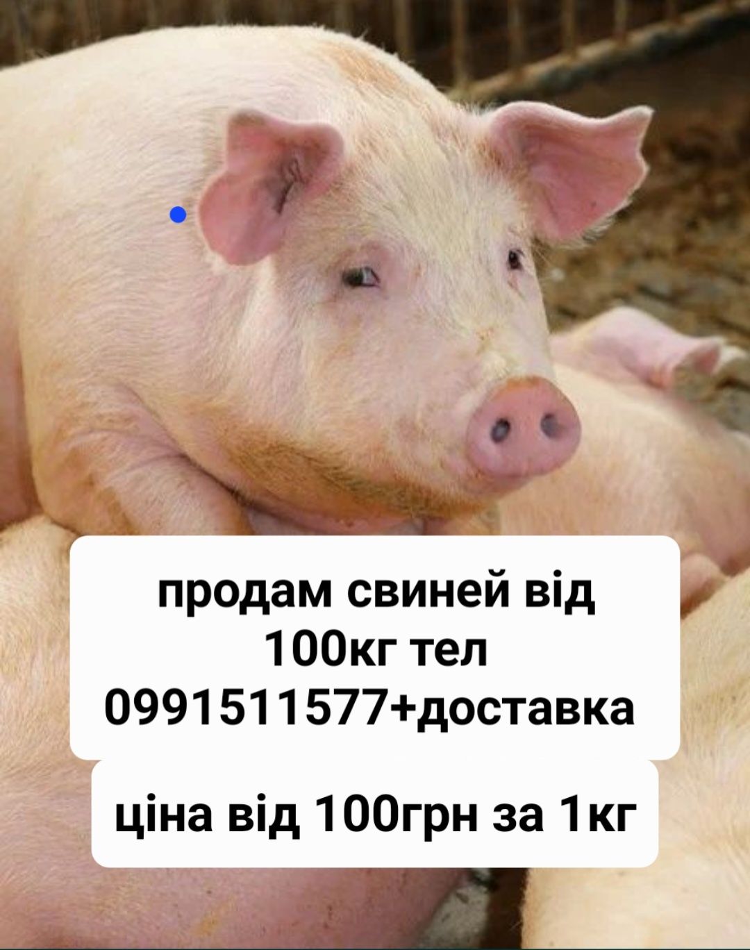 Продам свині порода Дюрок
