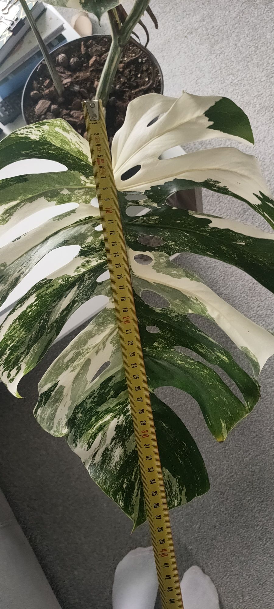 Monstera Deliciosa Variegata