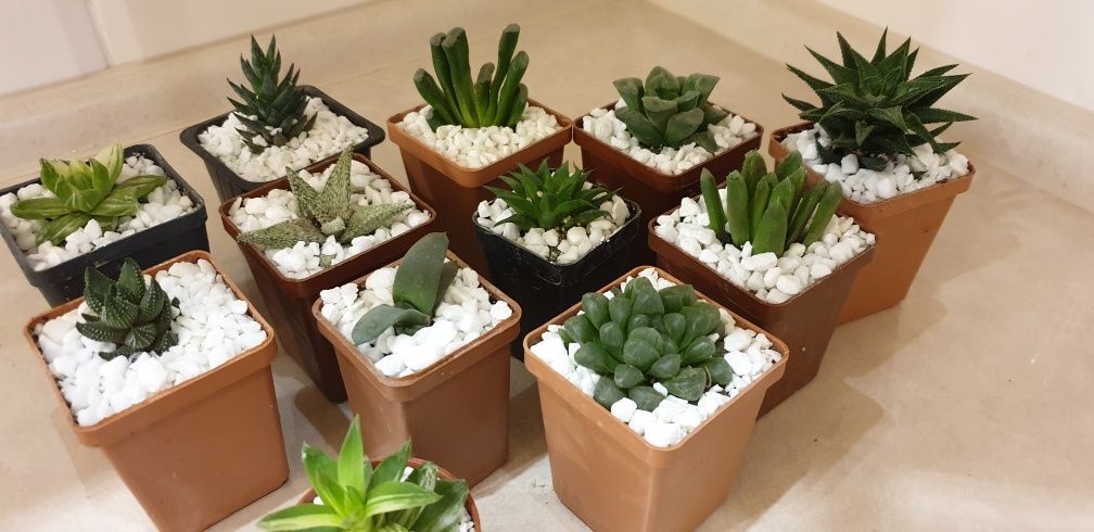 Сукуленти гастерія хавортія Haworthia Сукуленти Трунката