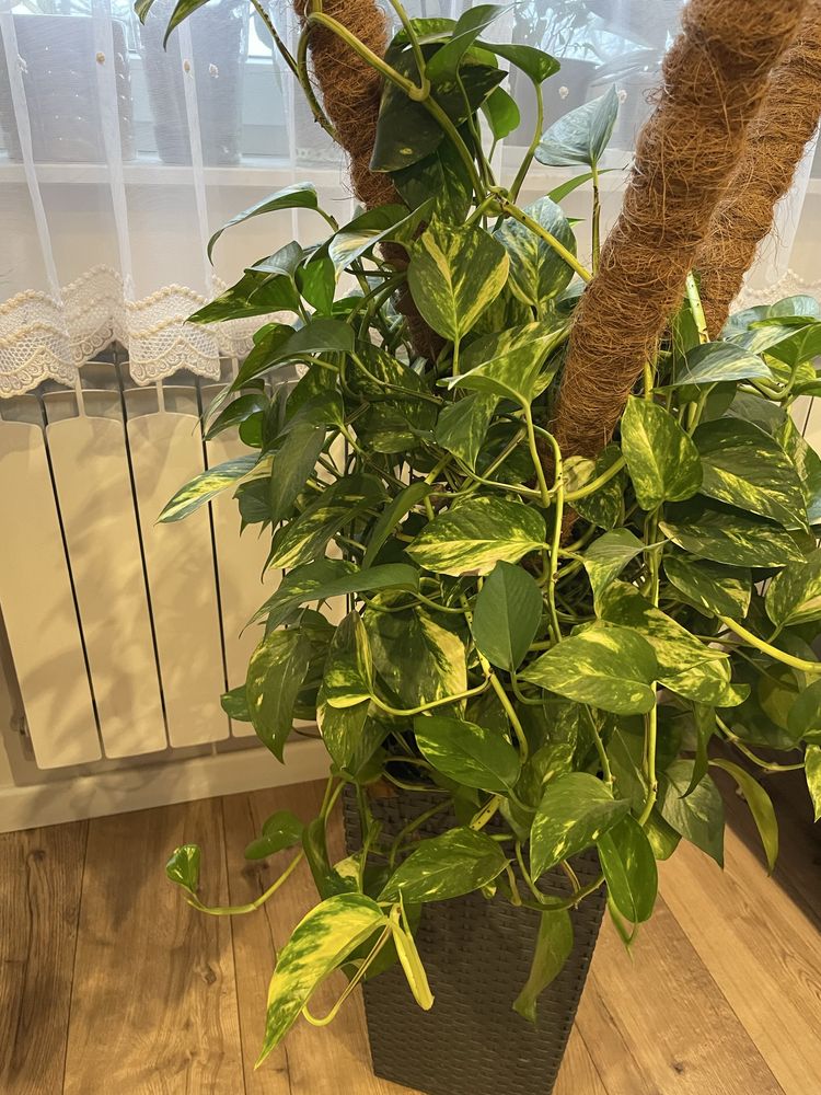 Epipremnum Aureum