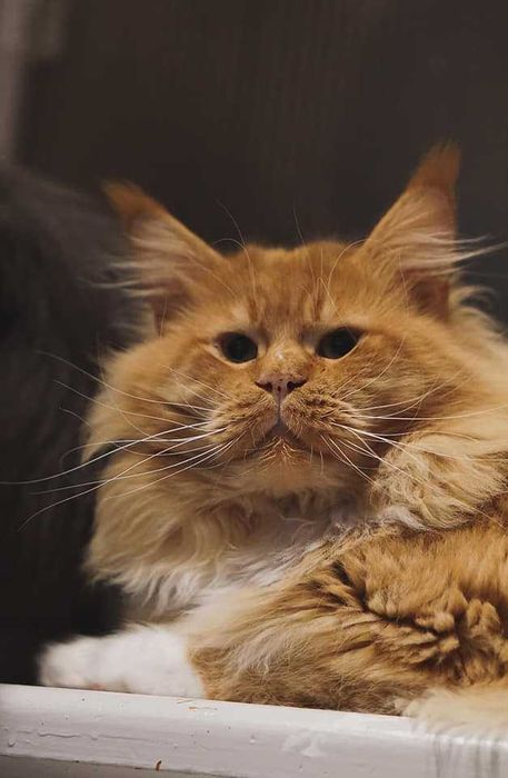 Maine Coon białe i kolorowe kocięta FPL FIFe Kraków ZAPOWIEDŹ MIOTU
