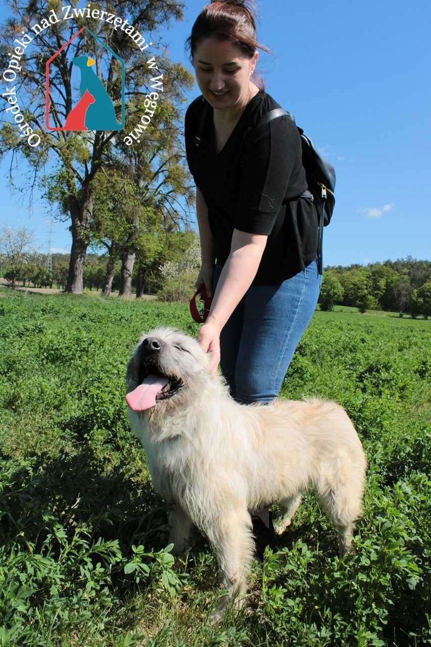 Kocha ludzi i życie, wesoła, piękna sunia - czy doczeka się adopcji?