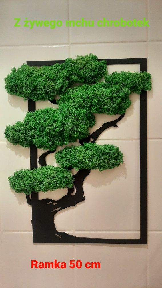 Drzewko Bonsay na ramce 50 cm