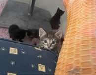Gatinhas para adocao