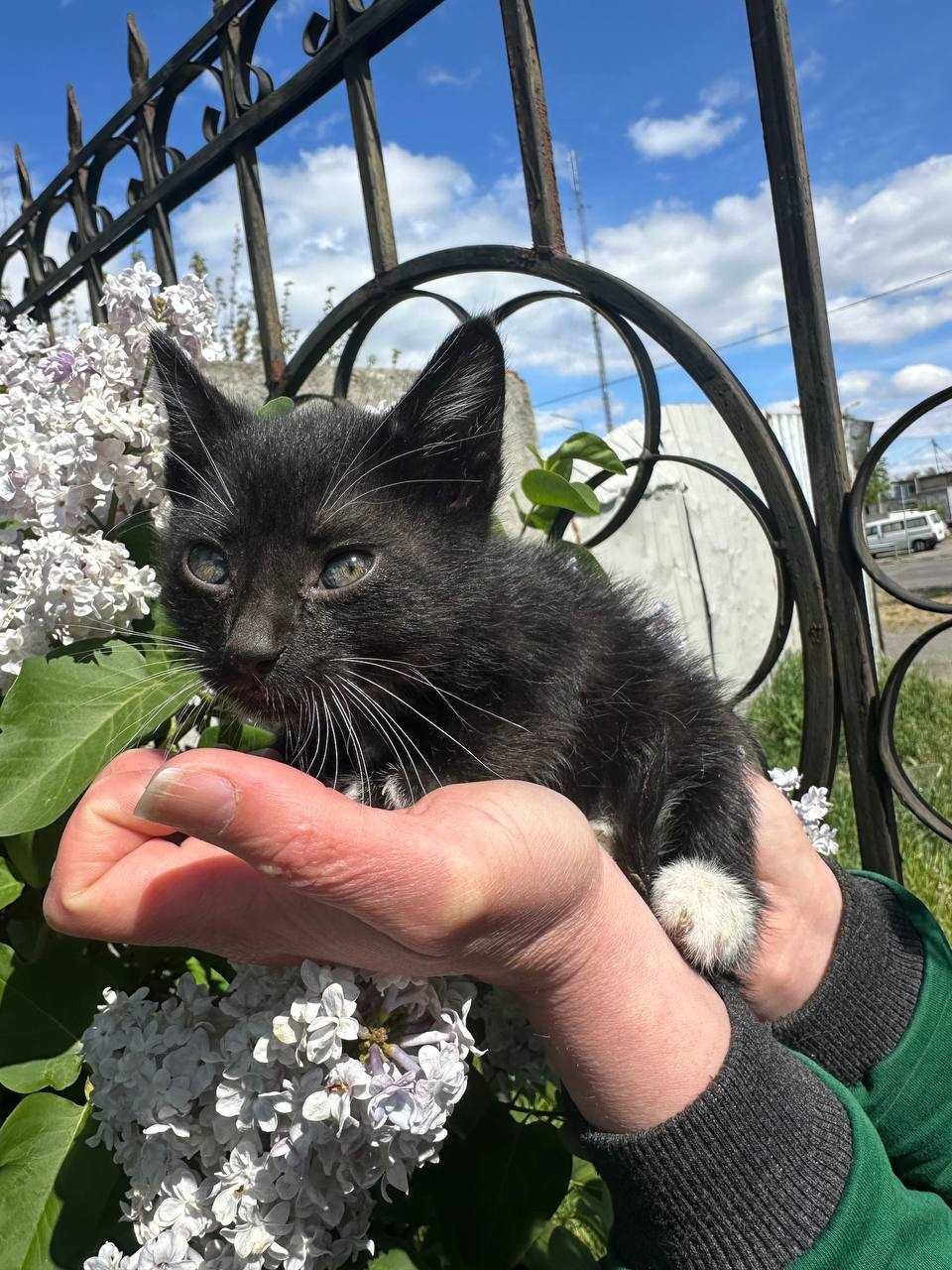 Кошеня, 1,5 місяців. Хлопчик. В надійні та люблячі ручки.