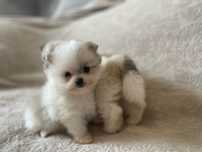 Pomeranian chlopiec mini