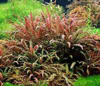 Plantas aquário_Hygrophila pinnatifida