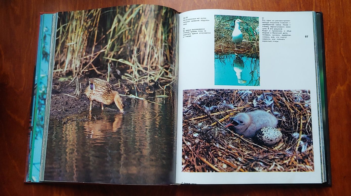 Книга - фотоальбом о животных