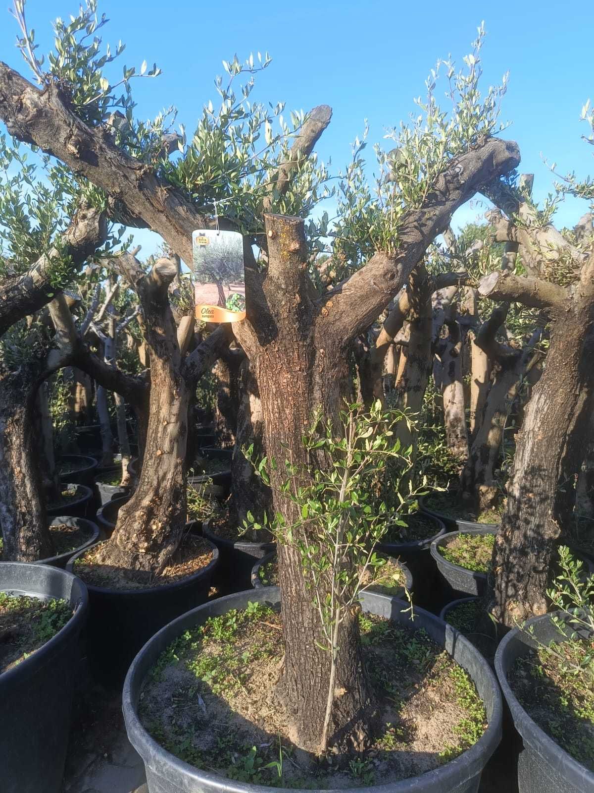 Oliwka Europejska – Olea Europaea