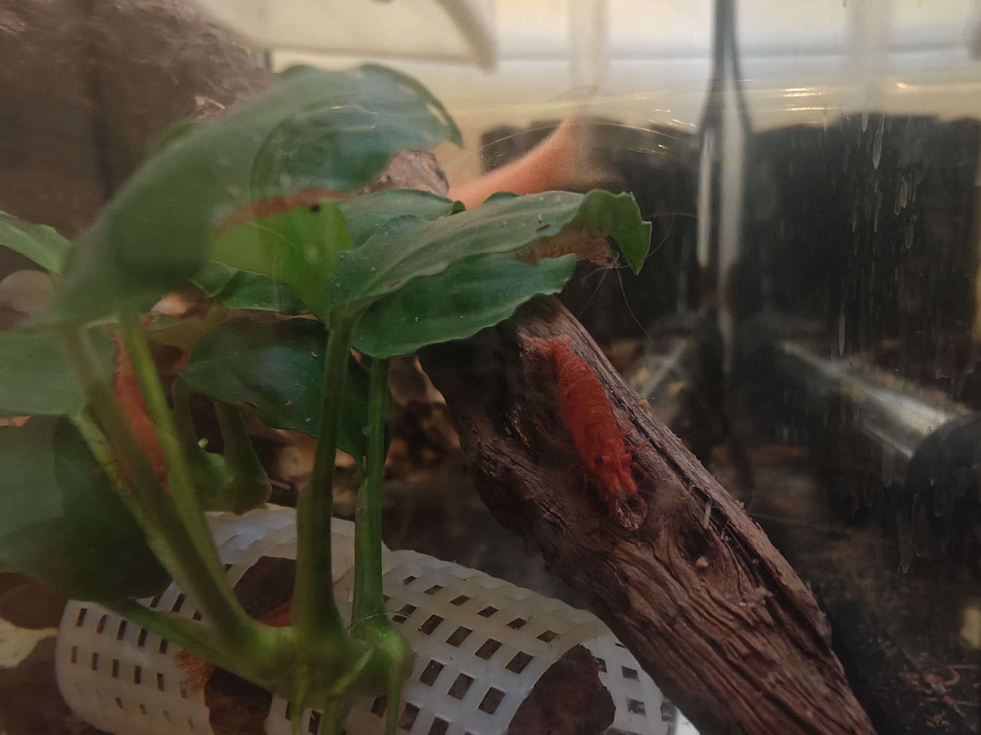 Peixes, camarões e plantas! (Fácil para iniciar o hobby)