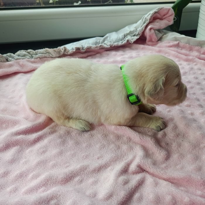 Golden retriever