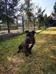 Sunia do adopcji