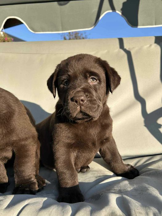 Szczeniak Labrador