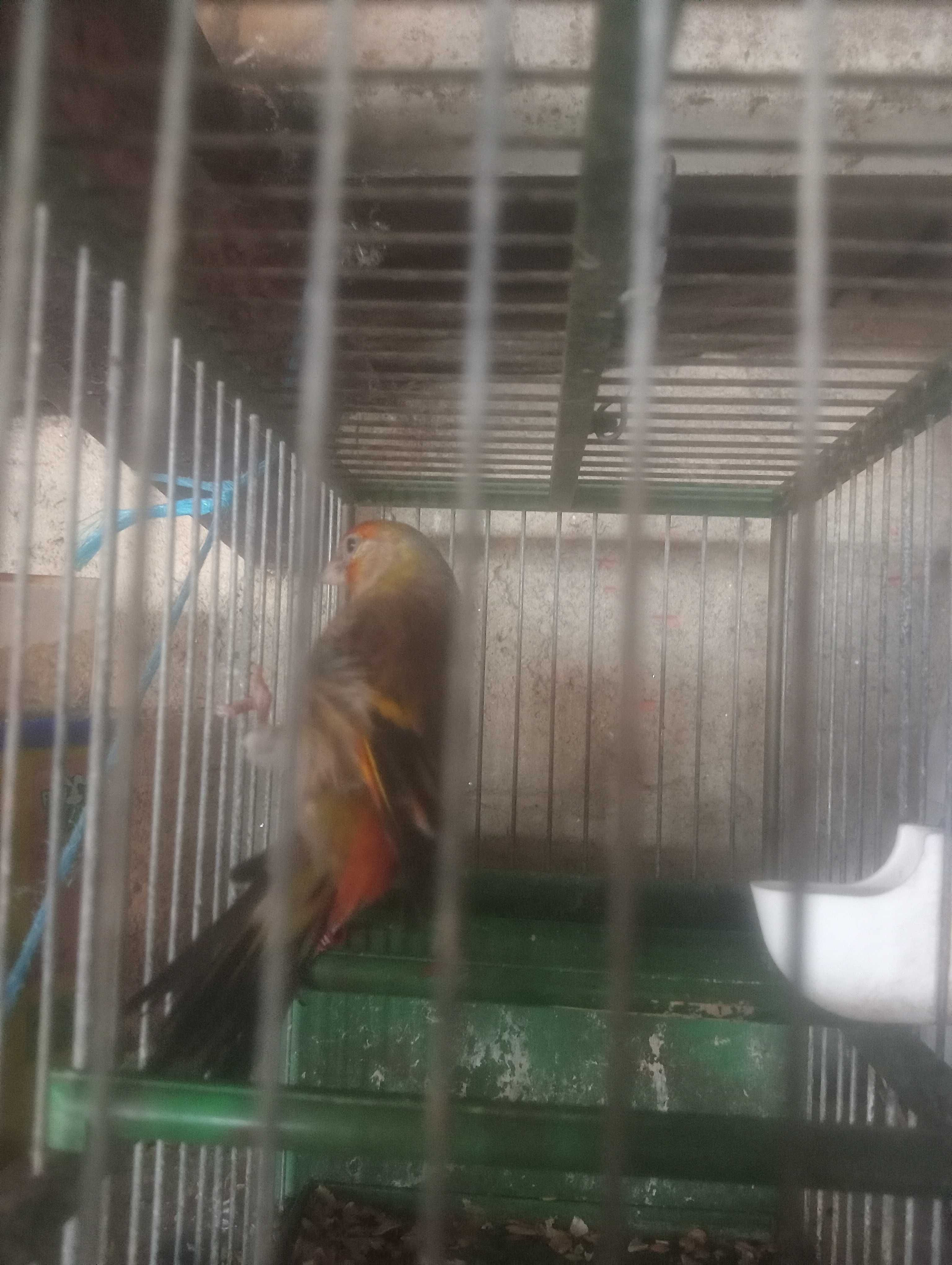 Vendo travessos de pintassilgo