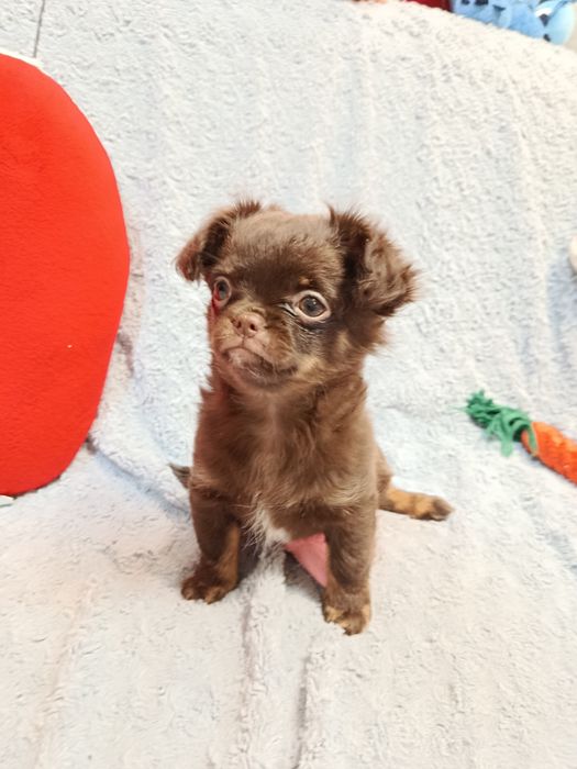 Чихуахуа довшерстна дівчинка