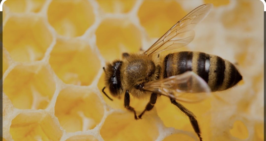 Бджолопакети рутівська рамка
