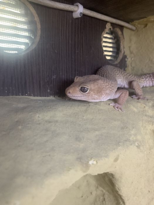 Terrarium z szafka i 3 gekony
